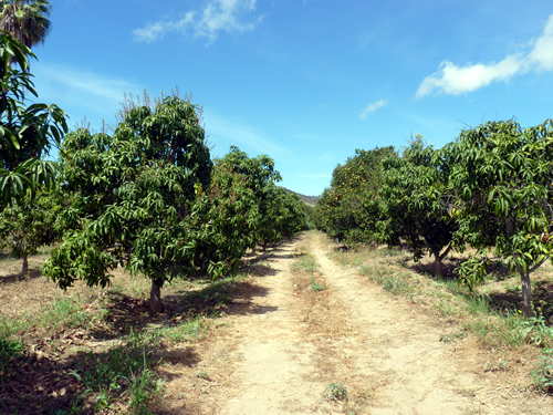 property for sale las animas san jose del cabo